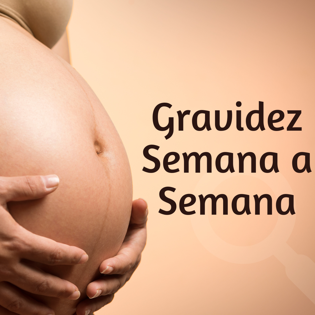 Gravidez semana a semana